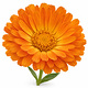 Souci ou Calendula