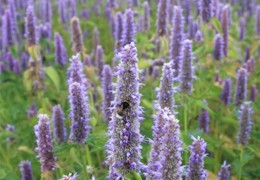 Conseils semis de l’agastache anisée