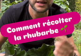 Comment récolter la rhubarbe