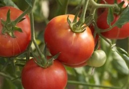 Pourquoi et comment planter ses tomates en profondeur ?