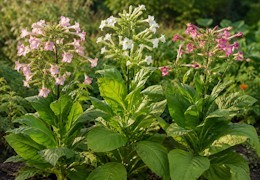 Plants de tabac