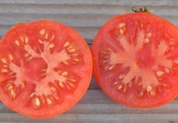 Beignets de tomates