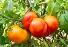 Quelle est la différence entre une tomate déterminée ou indéterminée ?