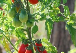 Conseil jardin BIO: Les plants de tomates et ses "gourmands"