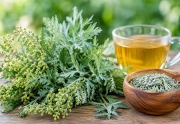 Artemisia : vertus traditionnelles, précautions et culture au jardin